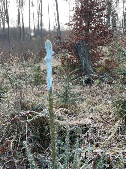 Ekologický program "Prales dětem", naše výprava "monitorování zvířat v krajině"